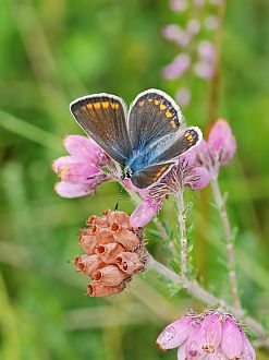 Polyommatus icarus Polyommatus icarus